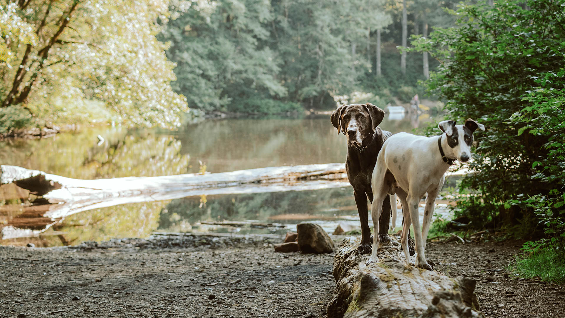 6 of Europe’s best four-legged-friendly hotels for travels with your dog