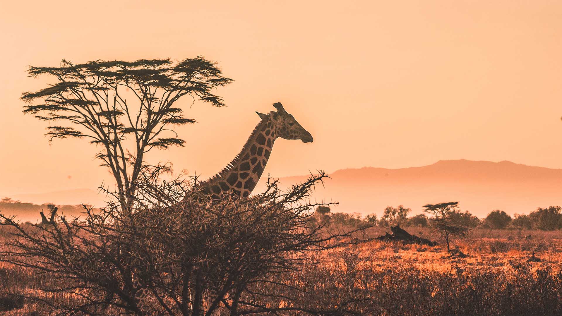 A fresh spin on safari