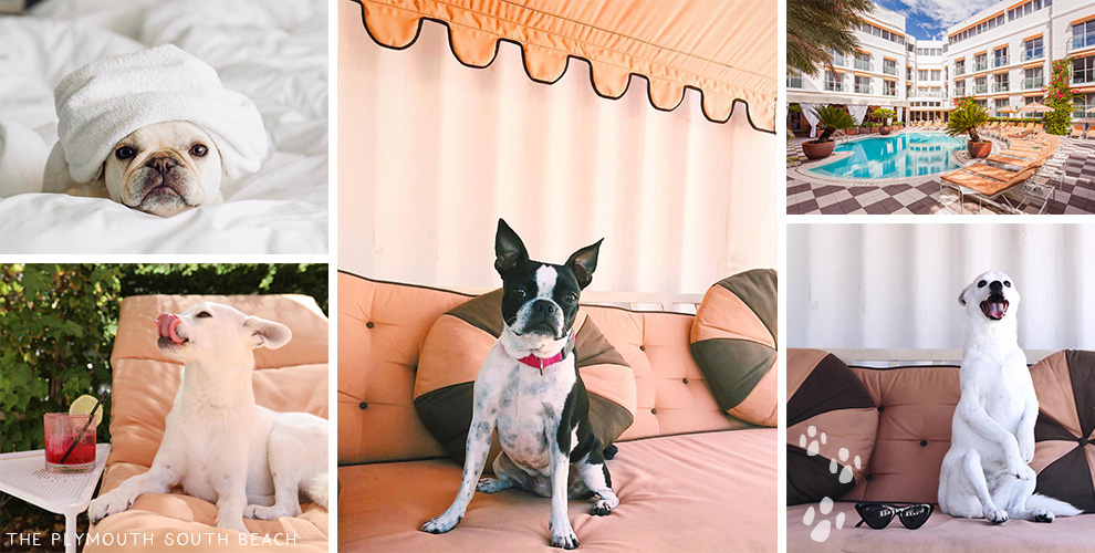 20 of the world's most stylish dogfriendly hotels Small Luxury