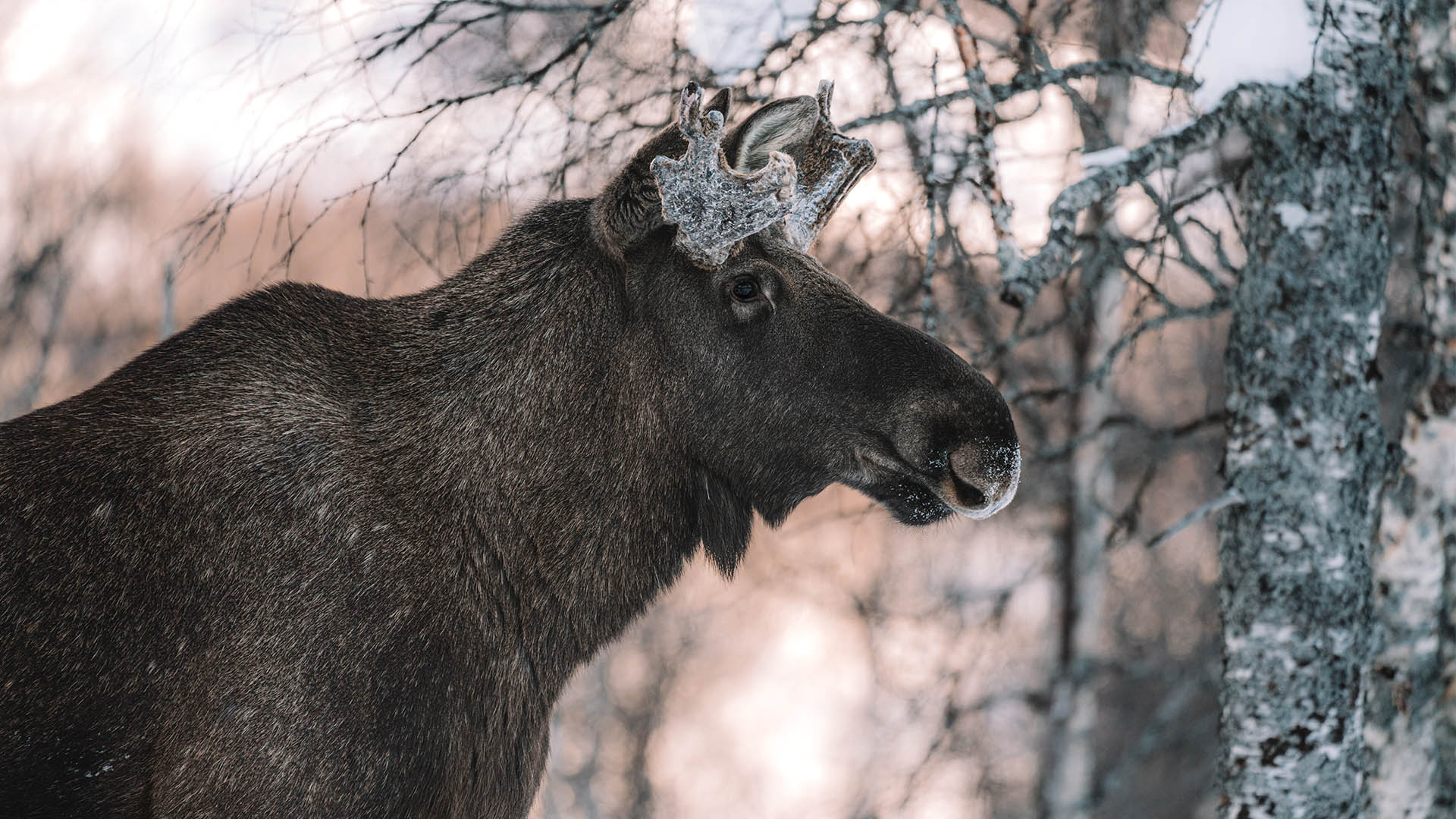 Meet the Moose Whisperer: wildlife-spotting secrets from Swedish Lapland