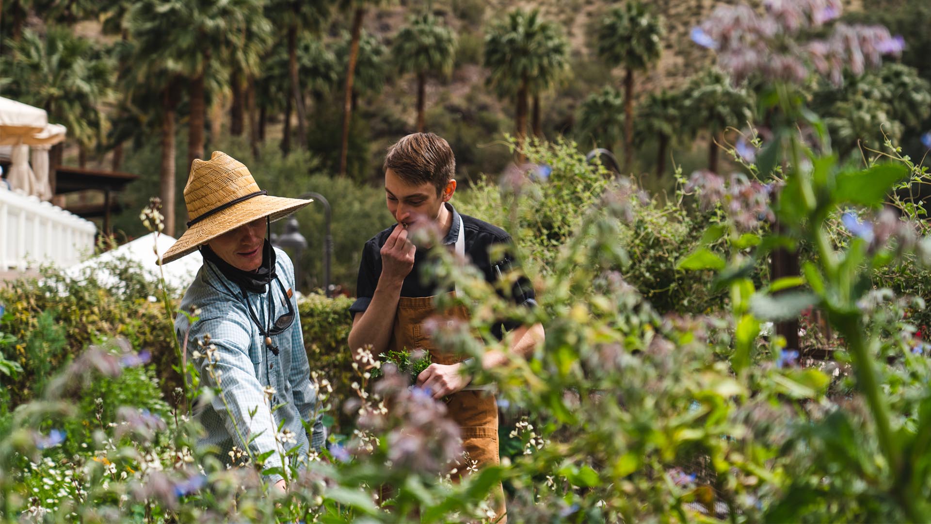 A kitchen garden oasis: dining in the desert with an Arizonan chef