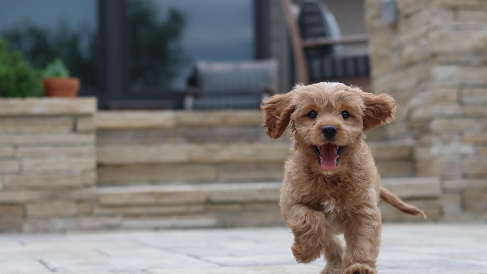 10 of the best dog-friendly hotels in the UK