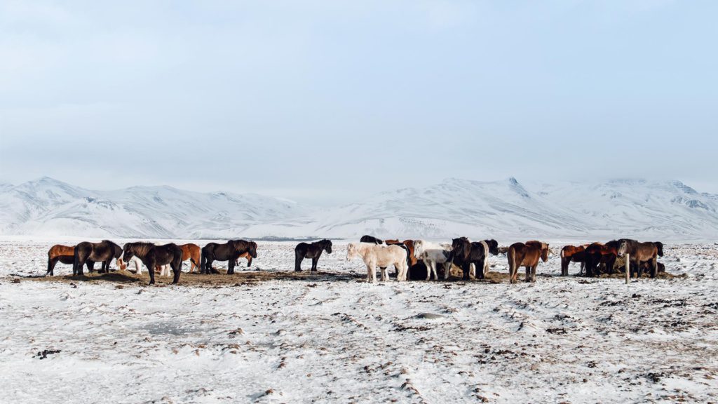 Icelandic Horses