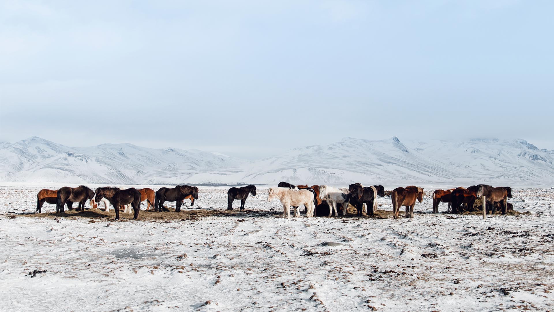 In the saddle with an Icelandic horse whisperer