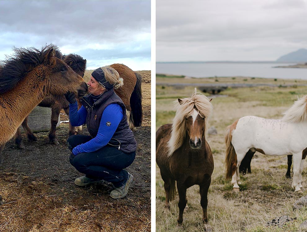 Icelandic Horseworld