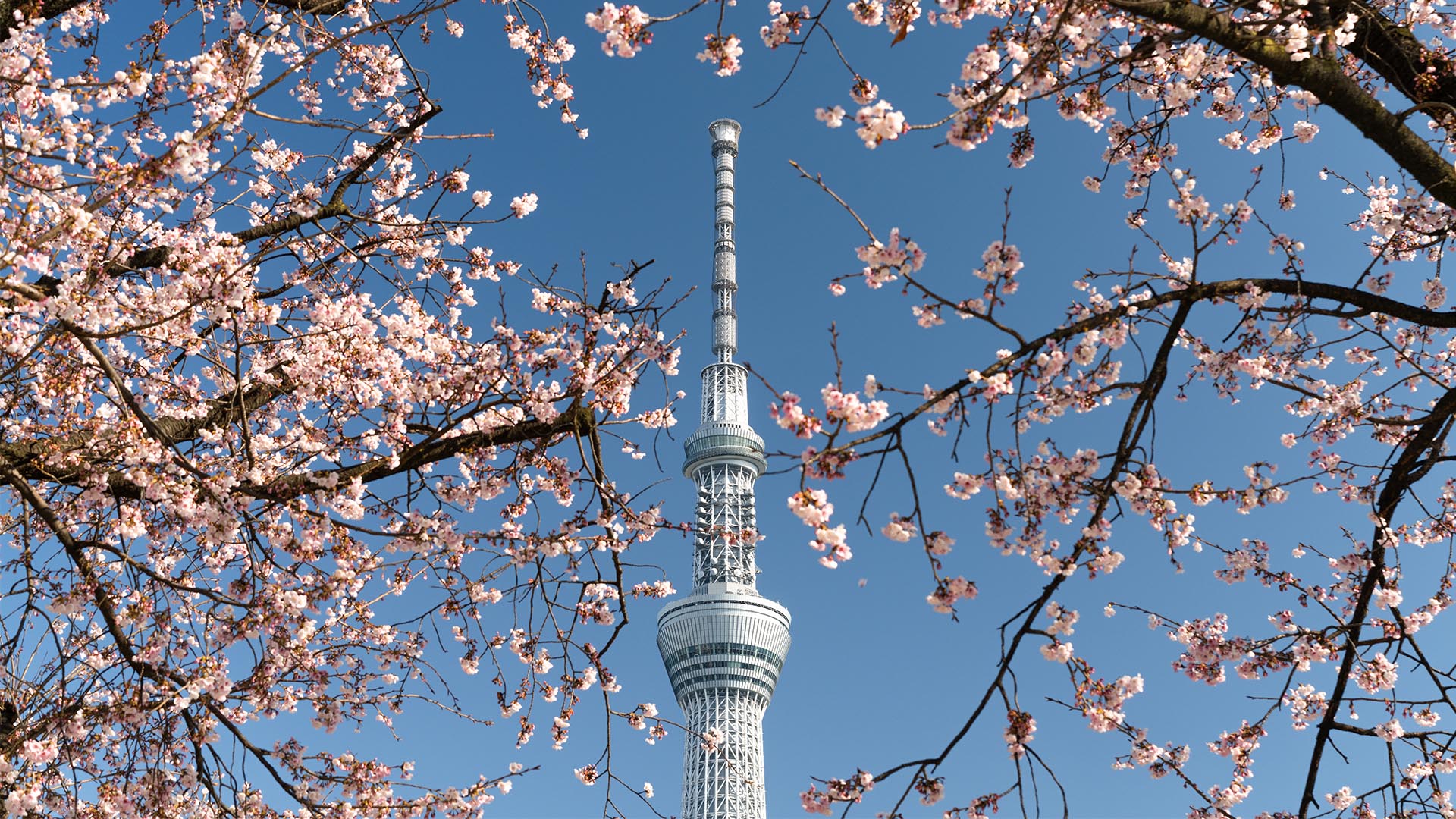 The ultimate Tokyo city guide