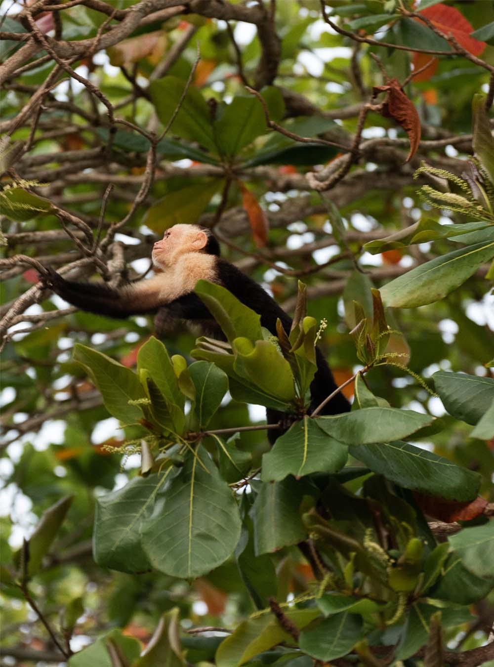 Costa Rica