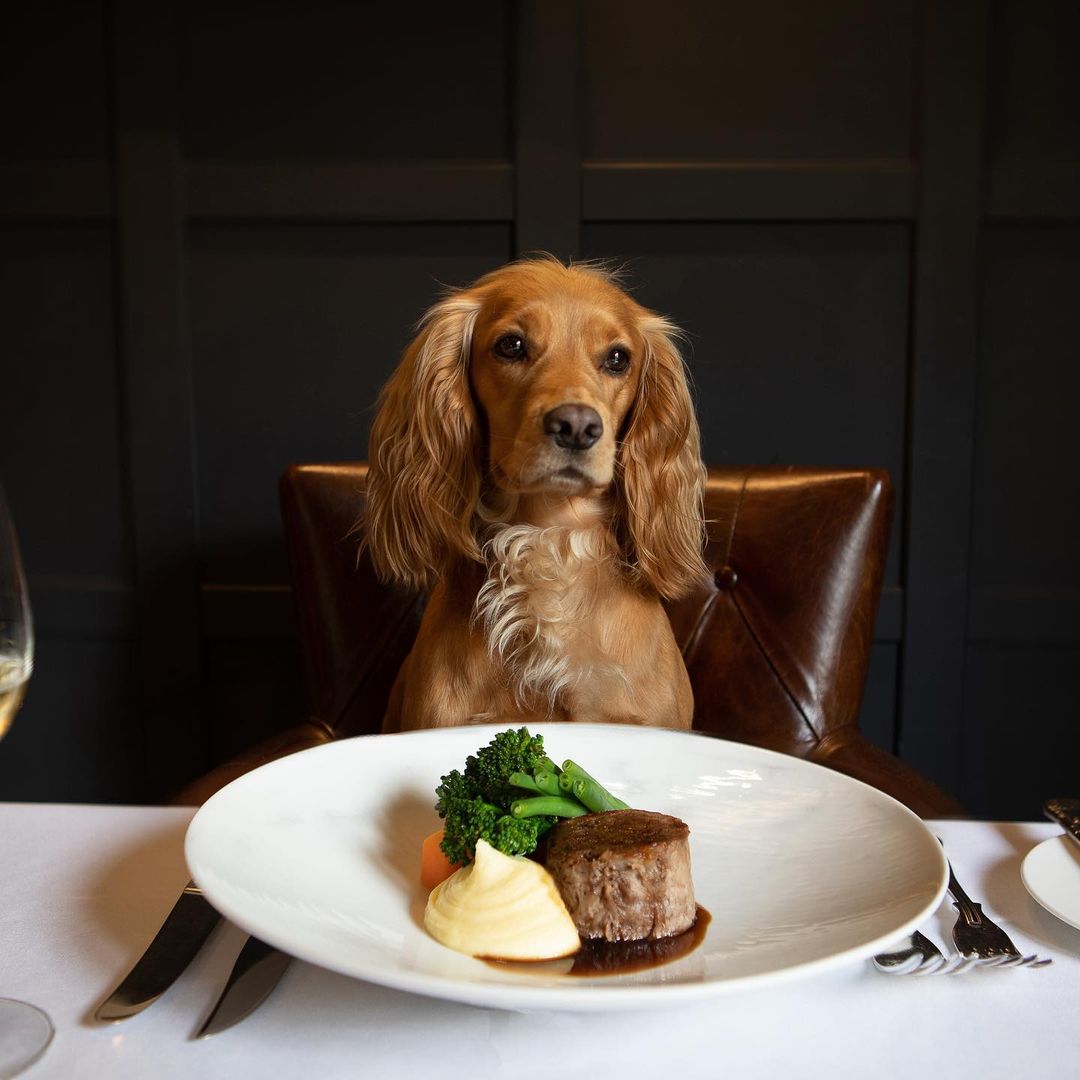 The ultimate dogfriendly boutique hotel guide Small Luxury Hotels of