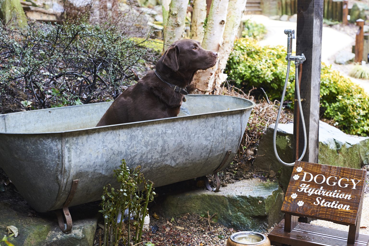 The ultimate dogfriendly boutique hotel guide Small Luxury Hotels of