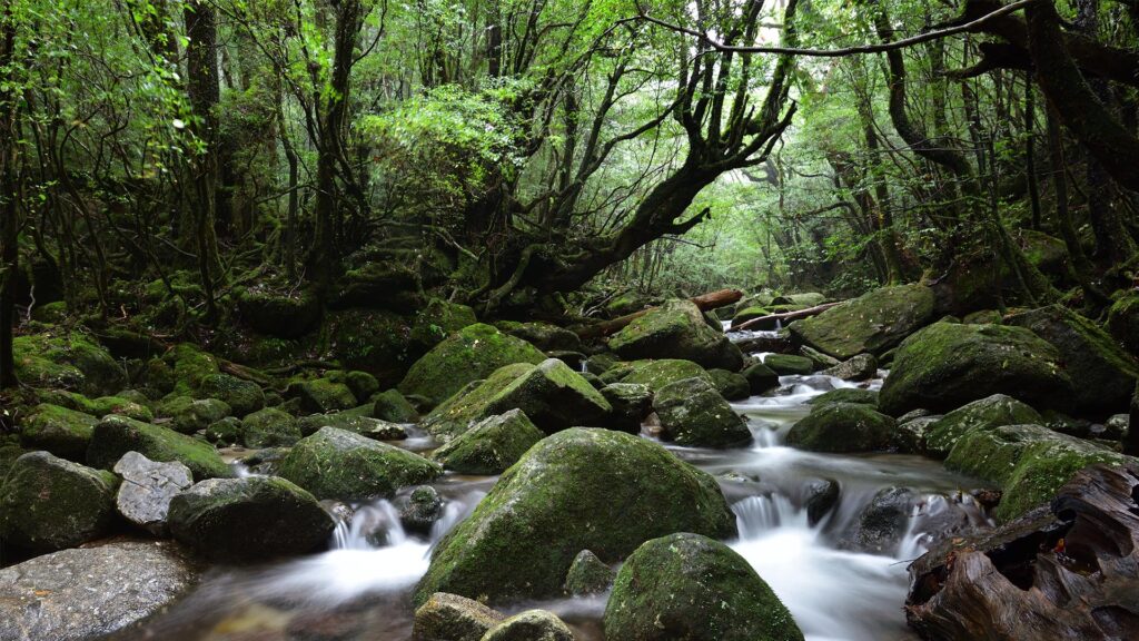 Yakushima - The Mystical Island