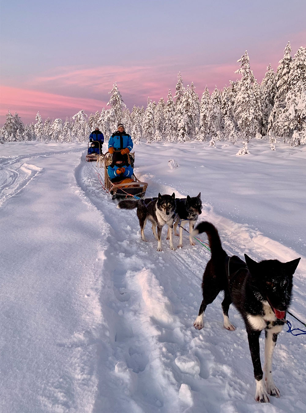 Dog sled