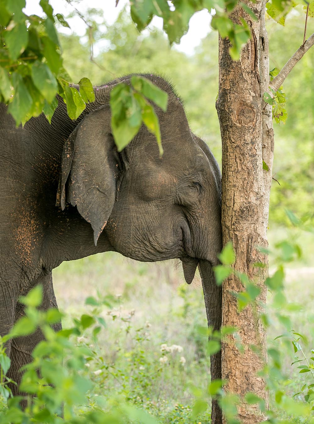 Sri Lanka