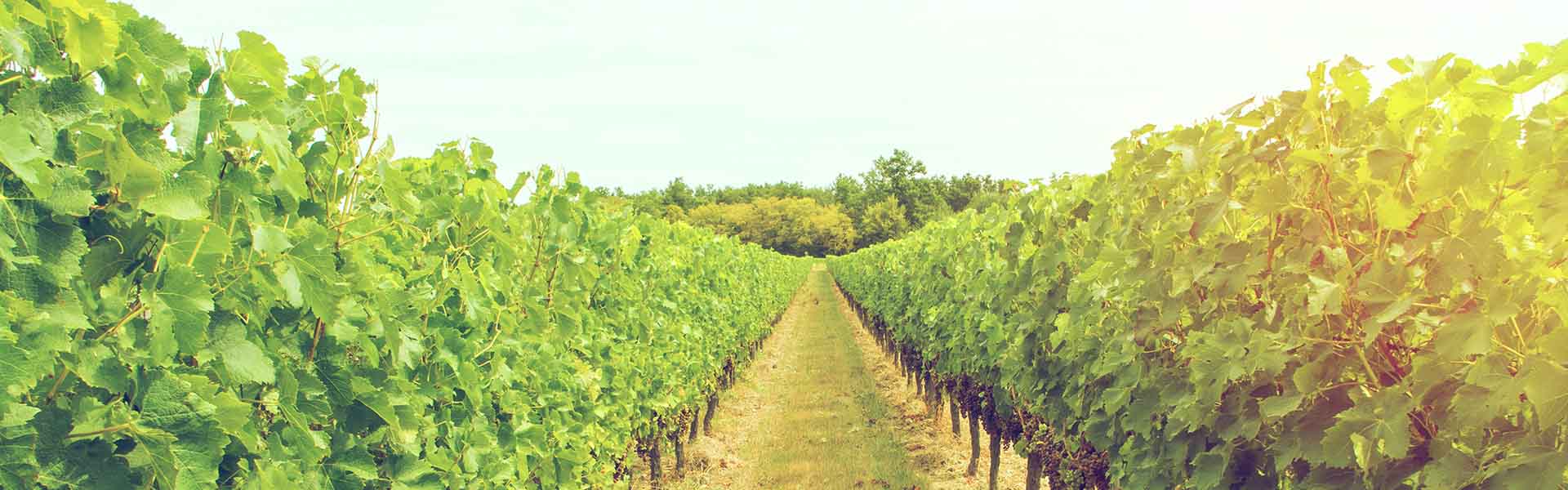 Top 5 Foodie Reasons to Visit Bordeaux